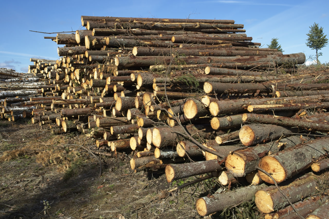 Закупівля дров оптом - Koshun Pallets
